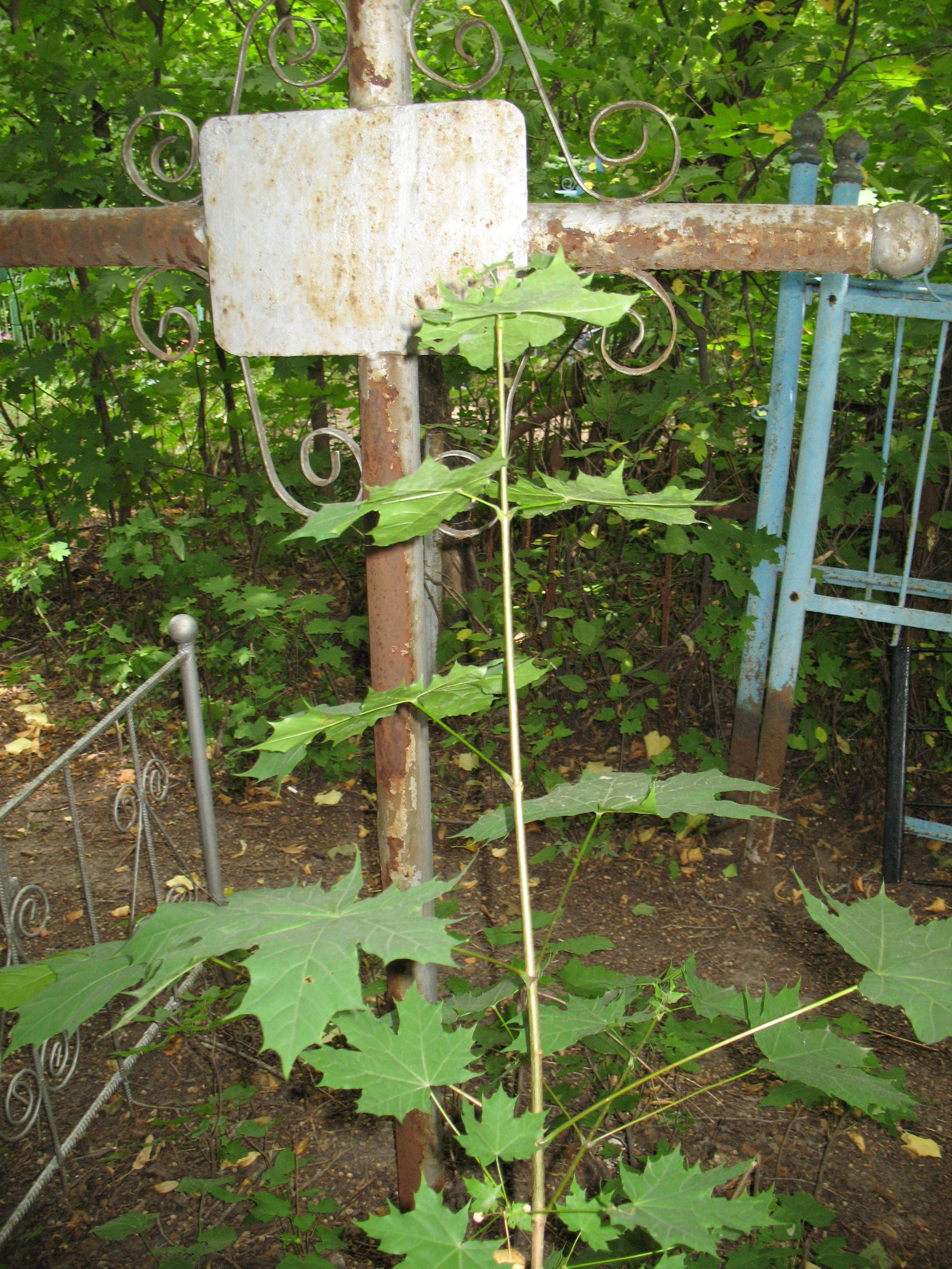 Memorial image