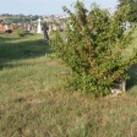Анна Кіт