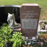 Daisy Chiaromonte-Drozd